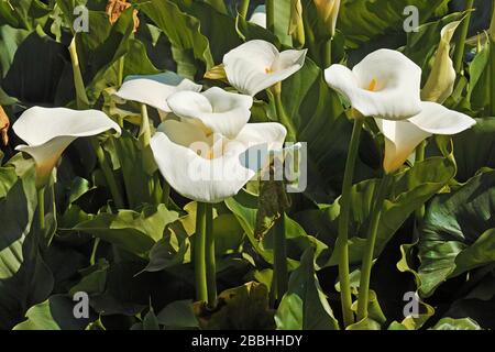 plantes avec inflorescences de zantedeschia aethiopica Banque D'Images