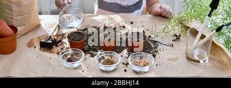 Plantation de graines de betterave, coriandre, chou. L'enfant a pris la carafe pour arroser les graines plantées dans des pots. Banque D'Images