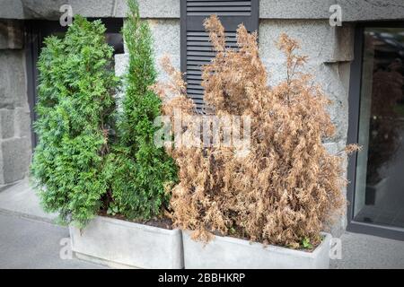 Les schfrottez de thujas morts et de thujas, vert vif, dans de grands pots en béton sur le trottoir contre les murs gris du bâtiment sur les rues de la ville en plein air. Plantes Banque D'Images