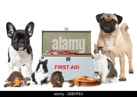Différents animaux de compagnie avec kit de premiers soins sur fond blanc Banque D'Images