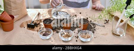 Plantation de graines de betterave, coriandre, chou. Un enfant verse de l'eau sur des graines plantées dans des pots. Banque D'Images