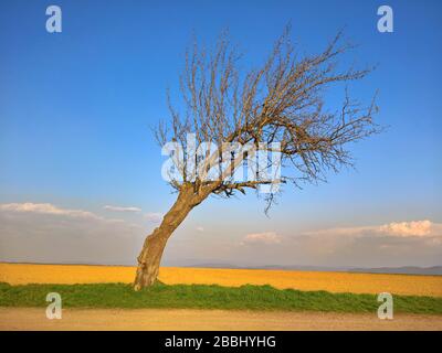 Arbre courbé et courbé dans le champ avec le ciel Banque D'Images