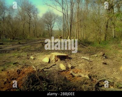 Paysage géré par les forêts avec bosse de bois en premier plan, surrey, Angleterre, Royaume-Uni, Europe Banque D'Images