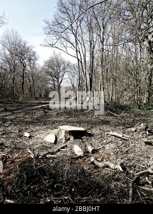 Paysage géré par les forêts avec bosse de bois en premier plan, surrey, Angleterre, Royaume-Uni, Europe Banque D'Images