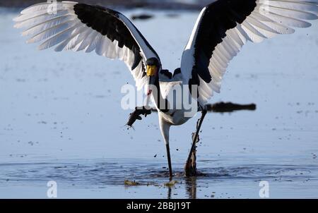 Pêche de cigognes à bord de selle au Botswana Banque D'Images