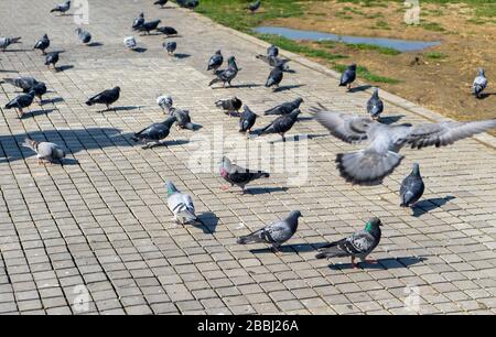 Il y a des dizaines de pigeons sur le terrain. Ils mangent, combattent, font l'amour et vivent ensemble. Banque D'Images