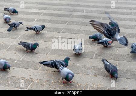 Il y a des dizaines de pigeons sur le terrain. Ils mangent, combattent, font l'amour et vivent ensemble. Banque D'Images