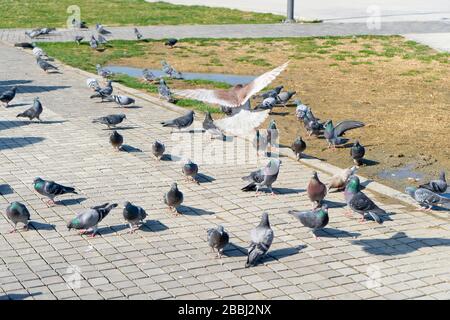 Il y a des dizaines de pigeons sur le terrain. Ils mangent, combattent, font l'amour et vivent ensemble. Banque D'Images