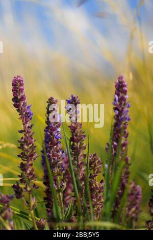 Salvia bleu violet, salvia farinacea, fleurs fleuries dans le jardin. Fleurs de sauge violette. Arrière-plan du champ flou. Banque D'Images