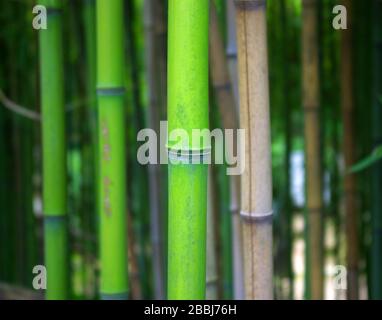 l'appel de la nature, le bambou est excellent pour votre jardin et la rivière Banque D'Images