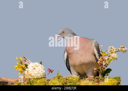 Pigeon, Columba palumbus, perché sur une connexion dans un jardin britannique, printemps 2020 Banque D'Images