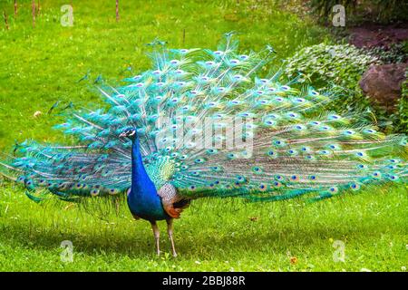 Chouette indienne (latin: Pavo cristatus) (également connu sous le nom de chouette commune ou de chouette bleue), marchant sur un pré vert Banque D'Images