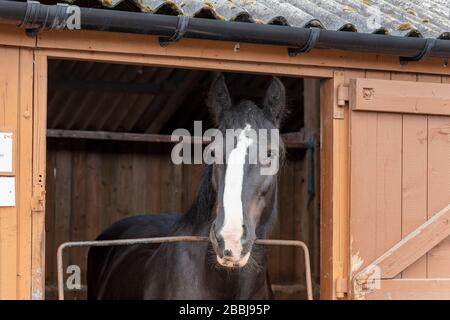 Chevaux dans les écuries du Great Yorkshire Show Banque D'Images