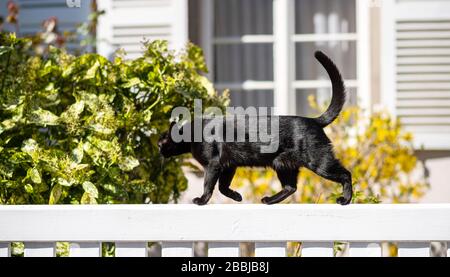 Jolie jeune tenue élégante chat noir marchant sur une clôture blanche temps ensoleillé - fenêtre de maison en arrière-plan Banque D'Images