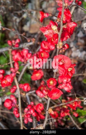 Chaenomeles Crimson et l'or en fleur au début du printemps. Un arbuste à feuilles caduques entièrement dur et pouvant être utilisé comme couverture de sol. Banque D'Images