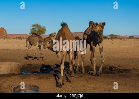 Les chameaux se tiennent à côté du puits du désert, oasis au Sahara, Tchad, Afrique Banque D'Images