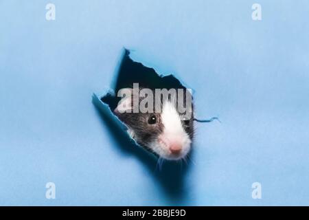 Mignonne souris noire et blanche qui traverse un trou déchiré dans un papier bleu Banque D'Images