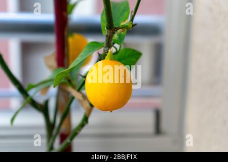 arbre de citron de l'adolescence et deux citrons en attente sur son bras. Banque D'Images