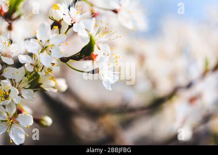 Fleurs sauvages de cerisiers dans un pré de printemps Banque D'Images