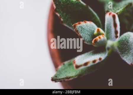 Plante de Panda succulente dans un pot en argile Banque D'Images