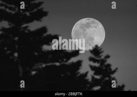 Vue sur une pleine lune de ver à travers les branches d'un arbre à feuilles persistantes Banque D'Images