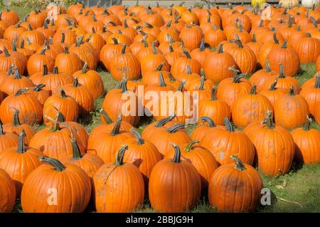 Champ de citrouilles prêtes à être cueillies Banque D'Images