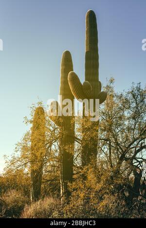 Saguaro cactus (Carnegiea gigantea), et les petites feuilles environnantes Palo Verde plantes à la forêt de saguaro, Saguaro National Park, Arizona, États-Unis. Banque D'Images