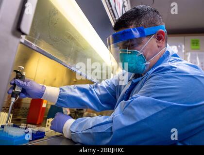 Hôpital de la marine américaine Corpsman 3ème classe Erick Galindo, travaille avec des échantillons viraux dans le micro laboratoire à bord du navire de l'hôpital USNS Mercy pour aider avec COVID-19, soulagement de la pandémie de coronavirus 30 mars 2020 à Los Angeles, Californie. Banque D'Images