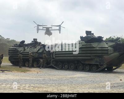 ZONE D'ENTRAÎNEMENT CENTRALE, Okinawa, Japon (27 mars 2020) marines avec Bataillon de logistique de combat 31, 31ème unité expéditionnaire maritime (MEU), attacher des conduites de carburant aux véhicules amphibies d'assaut lors d'un exercice d'armement et de ravitaillement en carburant (FARP). L'exercice a servi de preuve de concept pour l'utilisation d'AVs pour transporter du matériel de ravitaillement à partir du quai de transport amphibie de classe San Antonio USS Green Bay (LPD 20) afin de soutenir indépendamment un FARP lors de la réalisation d'opérations de fractionnement. Le America Expeditionary Strike Group, 31 membres de l'équipe MEU, opère dans la 7ème zone d'opérations de la flotte américaine à enha Banque D'Images