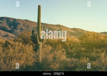 Saguaro cactus (Carnegiea gigantea), et les petites feuilles environnantes Palo Verde plantes à la forêt de saguaro, Saguaro National Park, Arizona, États-Unis. Banque D'Images