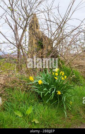 Un groupe de jonquilles jaunes autosemées sur une verge d'herbe en bordure de route dans le comté d'Irlande du Nord Banque D'Images