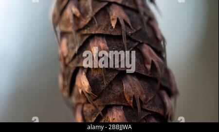 Macro d'un cône de pin de sapin de Douglas Banque D'Images