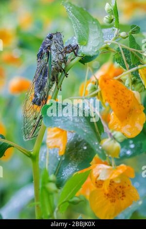 Cicada de Linne (Neotibicinen linnei) sur la joailée (Impatians capensis), dans le milieu-ouest des États-Unis, par Dominique Braud/Dembinsky photo Assoc Banque D'Images