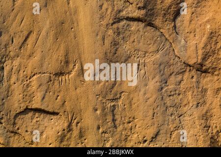 Pétroglyphes animaux sculptés par les peuples ancestraux de Pueblo, le long de la piste pétroglyphe dans le parc historique national de la culture Chaco, Nouveau-Mexique, États-Unis Banque D'Images