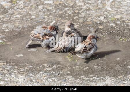 Maison Sparrows prenant un bain en pol d'eau Banque D'Images