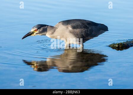 Heron de nuit à couronne noire à la recherche de nourriture Banque D'Images