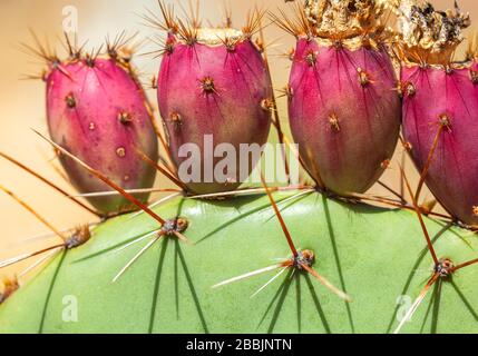 Gros plan sur le fruit de la poire piqueuse côtière (Opuntia littoralis). Banque D'Images