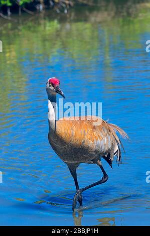 Une grue de Sandhill (Antigone canadensis) qui traverse un étang. Banque D'Images