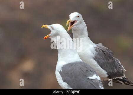 Une paire de goélands occidentaux (Larus occidentalis), parc national de Channel Island, Californie, États-Unis. Banque D'Images