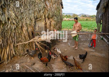 Éleveur nourrissant des poulets, Vinales, Pinar del Rio Province, Cuba Banque D'Images