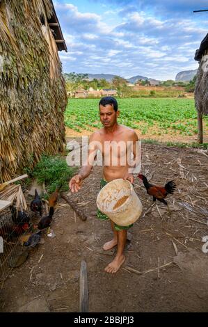 Éleveur nourrissant des poulets, Vinales, Pinar del Rio Province, Cuba Banque D'Images