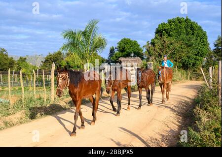 Homme à cheval avec une chaîne de chevaux, et champ de tabac à cigares, Vinales, Pinar del Rio Province, Cuba Banque D'Images