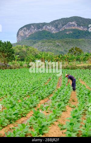 L'agriculteur a tendance à fumer dans le tabac à cigares, à Vinales, dans la province de Pinar del Rio, à Cuba Banque D'Images