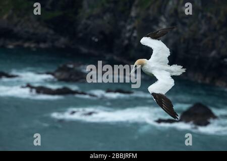 Les fous du Nord, Hermaness, Shetland Banque D'Images