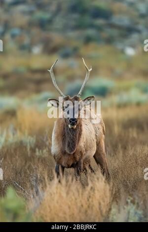 Young bull Elk, Cervus elaphus, avec d'autres noms comme Cervus canadensis, Wapiti et Elk nord-américain, dans Chaco Canyon, Chaco Culture National Banque D'Images