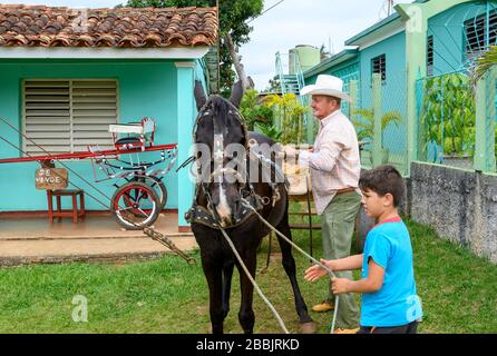 L'homme et le petit-fils accroché le cheval à l'équipement de wagon, Vinales, Pinar del Rio Province, Cuba Banque D'Images