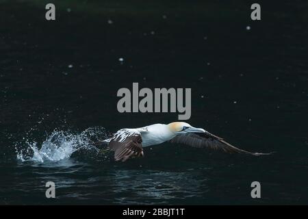 Northern gannet, Bass Rock, Écosse Banque D'Images
