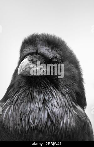 Corbeau commun, Corvus corax, recherche près de Pueblo Bonito dans Chaco Culture National Historical Park, Nouveau Mexique, États-Unis Banque D'Images