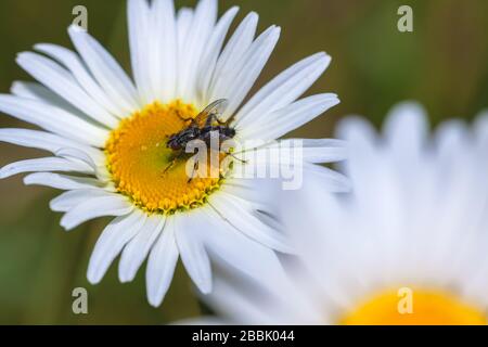 Une mouche à bois à ailes de fumée Melanophora roralis sur une Marguerite à boeucanthemum vulgare, point Reyes National Seashore, Californie, États-Unis. Banque D'Images