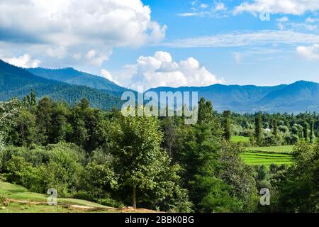 Belle photo d'un paysage à l'extérieur d'un village avec des arbres verts luxuriants de saule, de pin et de noyer près de Pahalgam Cachemire, Inde. Banque D'Images